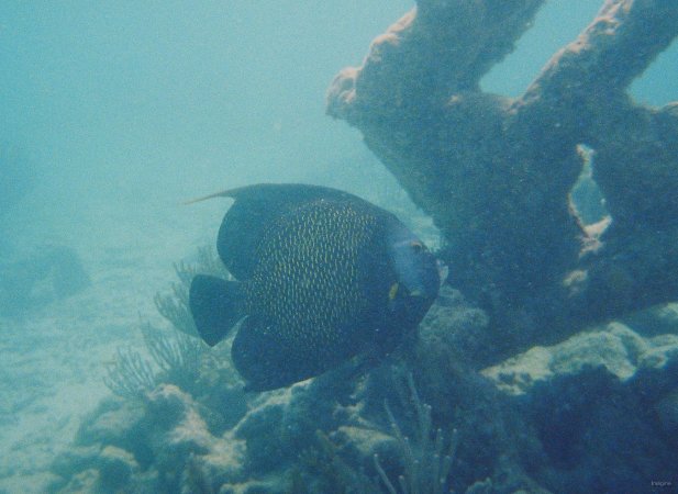 45- Un poisson ange francais 